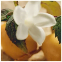 Chloé Nomade Jasmin Naturel Intense EDP 75 Ml -Nicehair Butik chloe nomade jasmin naturel intense edp 75 ml 1676363547