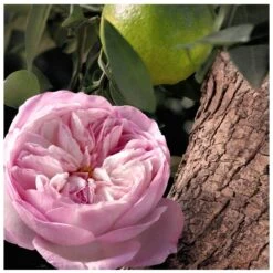 Chloé Signature Rose Naturelle Intense EDP 100 Ml 14 Chloé Signature Rose Naturelle Intense EDP 100 Ml -Nicehair Butik chloe signature rose naturelle intense edp 100 ml 1665041693