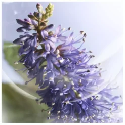 Lancome Lancôme La Vie Est Belle Iris Absolu EDP 30 Ml -Nicehair Butik lancome la vie est belle iris absolu edp 30 ml 1677581372