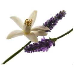 Yves Saint Laurent YSL Libre For Her EDP 30 Ml -Nicehair Butik ysl libre for her edp 30 ml 1581340029